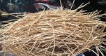 Loài cỏ dại bị ghét lại được Đông y coi như 