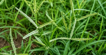 Loại cỏ dại "nhổ đi không hết" lại là thức uống giải nhiệt trong mùa hè