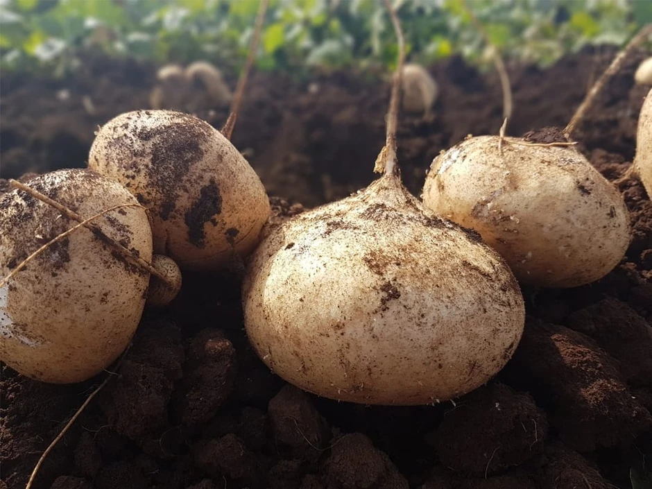 Loại củ mọng nước, giòn mát được ví như “nhân sâm” giá rẻ