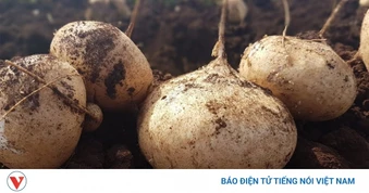 Loại củ mọng nước, giòn mát được ví như “nhân sâm” giá rẻ