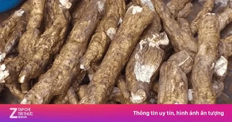 Loại củ Việt được ví như 'nhân sâm', ăn vào khỏe từ trong ra ngoài