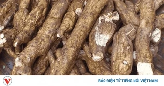Loại củ Việt được ví như "nhân sâm trắng", ăn vào giúp khỏe từ trong ra ngoài
