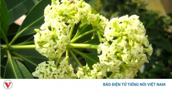 Loài hoa khiến người mê, kẻ “sợ” mỗi mùa thu là vị thuốc trong y học cổ truyền