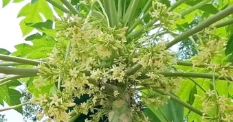 Loài hoa vị đắng từng bị bỏ đi nay thành đặc sản tốt cho sức khỏe