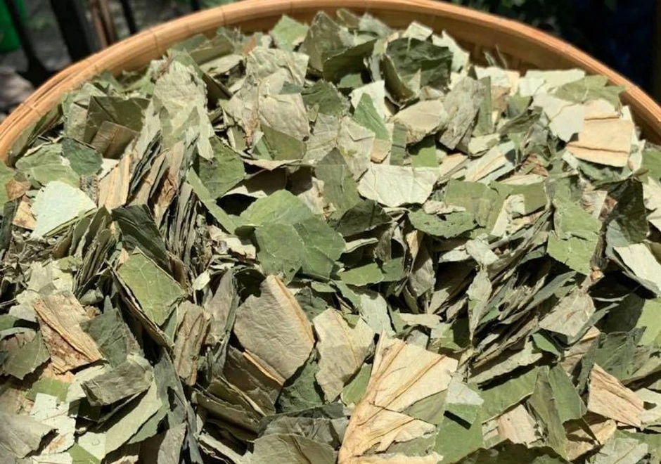 Loại lá giảm béo hiệu quả nhưng 2 nhóm người cần thận trọng khi dùng Loại lá giảm béo hiệu quả nhưng 2 nhóm người cần thận trọng khi dùng
