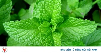 Loại lá mùi giống chanh, ăn vào chua nhẹ là thuốc quý cho cả sức khỏe và sắc đẹp
