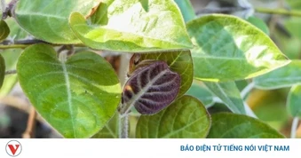 Loại lá quen thuộc ở Việt Nam, dùng thường xuyên bổ chẳng kém nhâm sâm tổ yến