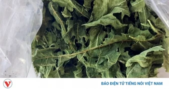Loại lá rụng đầy gốc không ai ngó, là vị thuốc bổ gan, giúp sức khoẻ thăng hạng