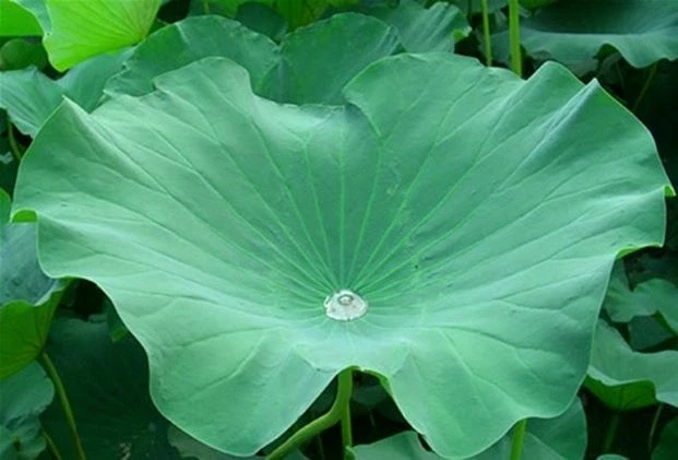 Loại lá to tròn được ví như thuốc quý, rất quen với người Việt lại có quanh năm Loại lá to tròn được ví như thuốc quý, rất quen với người Việt lại có quanh năm