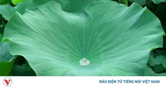 Loại lá to tròn được ví như thuốc quý, rất quen với người Việt lại có quanh năm