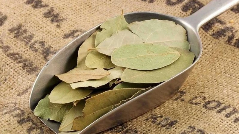 Loại lá vừa cay vừa đắng là vị thuốc bổ gan, biết dùng sức khoẻ càng thăng hạng Loại lá vừa cay vừa đắng là vị thuốc bổ gan, biết dùng sức khoẻ càng thăng hạng