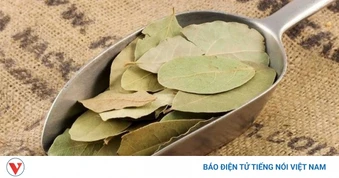 Loại lá vừa cay vừa đắng là vị thuốc bổ gan, biết dùng sức khoẻ càng thăng hạng