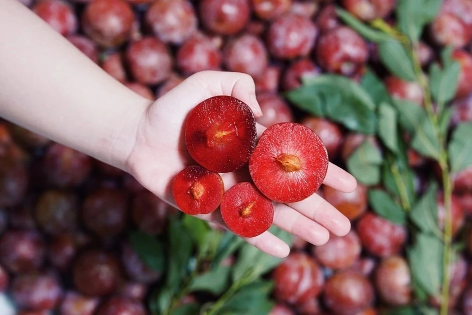Loại quả chua ngọt đang vào mùa giúp thanh nhiệt, kích thích tiêu hóa Loại quả chua ngọt đang vào mùa giúp thanh nhiệt, kích thích tiêu hóa