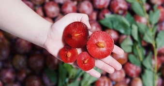 Loại quả chua ngọt đang vào mùa giúp thanh nhiệt, kích thích tiêu hóa