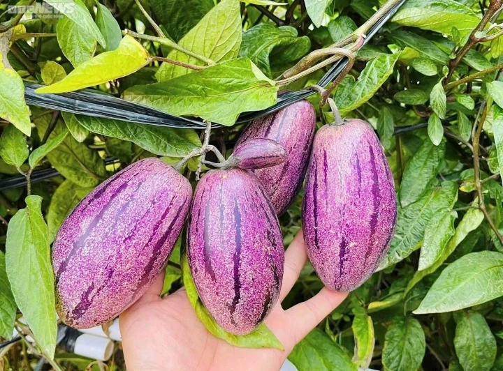 Loại quả lạ gây "sốt mạng" vì giải nhiệt mùa hè, tốt cho tim mạch, dưỡng da, giảm cân Loại quả lạ gây "sốt mạng" vì giải nhiệt mùa hè, tốt cho tim mạch, dưỡng da, giảm cân