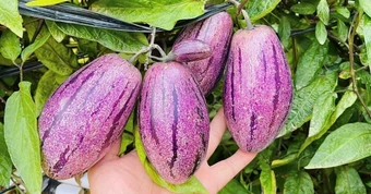 Loại quả lạ gây "sốt mạng" vì giải nhiệt mùa hè, tốt cho tim mạch, dưỡng da, giảm cân