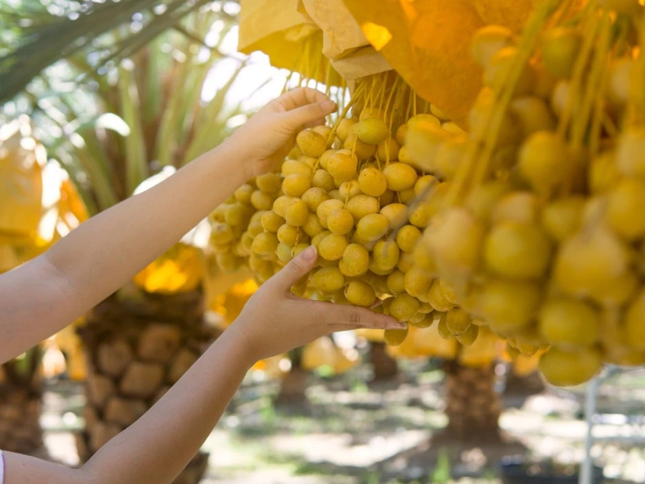 Loại quả "ngọt như mật" nhưng lại giúp phòng ngừa tiểu đường: Việt Nam đã trồng thành công Loại quả "ngọt như mật" nhưng lại giúp phòng ngừa tiểu đường: Việt Nam đã trồng thành công