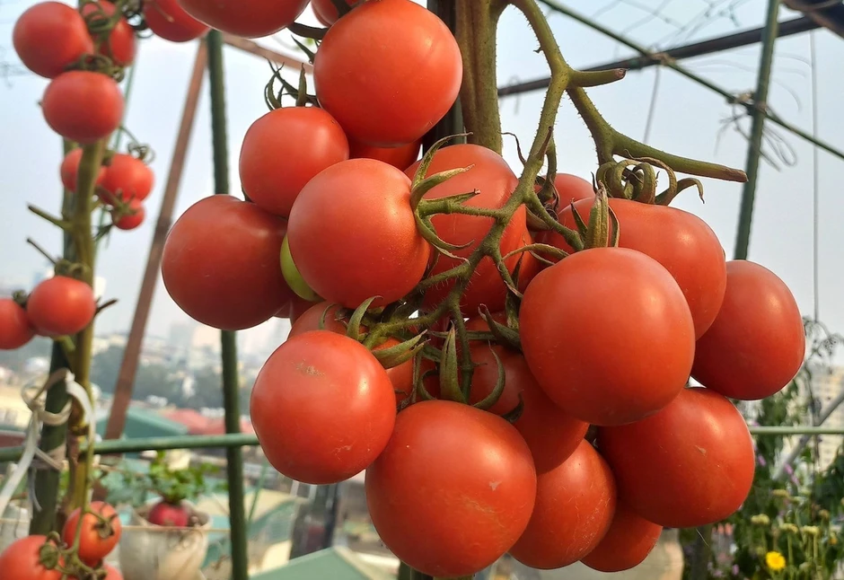 Loại quả rẻ tiền bán đầy chợ, ‘lá chắn’ tự nhiên phòng đột quỵ Loại quả rẻ tiền bán đầy chợ, ‘lá chắn’ tự nhiên phòng đột quỵ