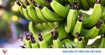 Loại quả siêu giàu tinh bột, ăn xanh vẫn bổ dưỡng đủ đường lại không lo tăng cân