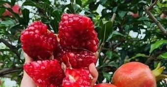 Loại quả vị ngọt nhưng người mắc bệnh tiểu đường vẫn ăn được