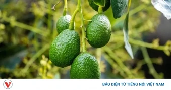 Loại quả Việt béo ngậy, thơm ngon ăn hàng ngày bổ không kém nhân sâm, tổ yến
