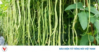 Loại rau dài cả mét giá rẻ, ăn vào vừa bổ xương vừa dưỡng tim hiệu quả