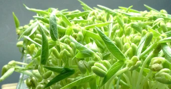 Loại rau được ví là "nhân sâm", bồi bổ ngũ tạng, thanh nhiệt giải độc: Bán quanh năm đầy chợ