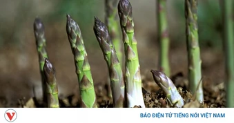 Loại rau hoàng đế là thuốc bổ tự nhiên, ăn vào tốt chẳng kém nhân sâm, tổ yến