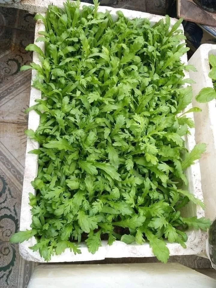 Loại rau "tốt nhất thế giới", xưa chỉ dùng cho vua chúa, nay chợ Việt bán vài nghìn cả mớ: Cực tốt cho sức khỏe!