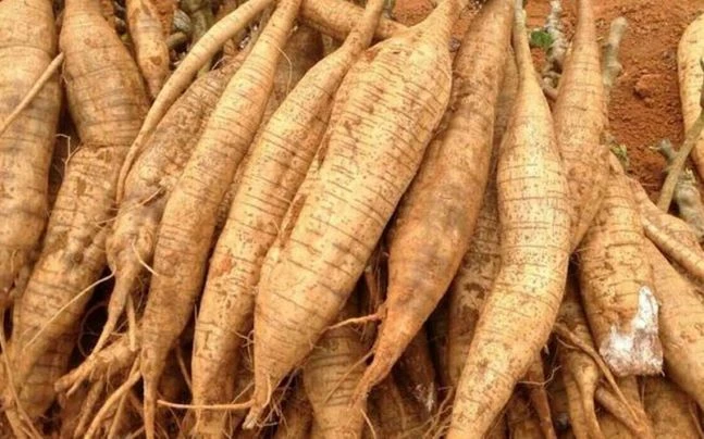 Lợi ích của bột sắn dây Lợi ích của bột sắn dây
