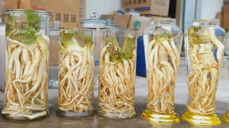 Lời khuyên cho những ai uống rượu ngâm đinh lăng