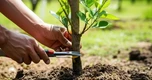 Lời khuyên cho những gia đình đang trồng cây ăn quả trong vườn nhà