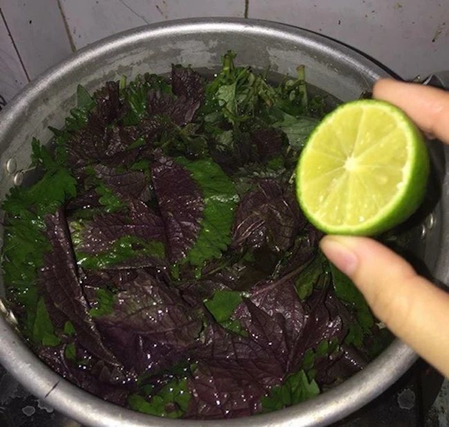 Lời khuyên cho những người hay uống nước lá tía tô vắt chanh Lời khuyên cho những người hay uống nước lá tía tô vắt chanh