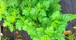 Lời khuyên dành cho tất cả các gia đình đang trồng và ăn cây ngải cứu