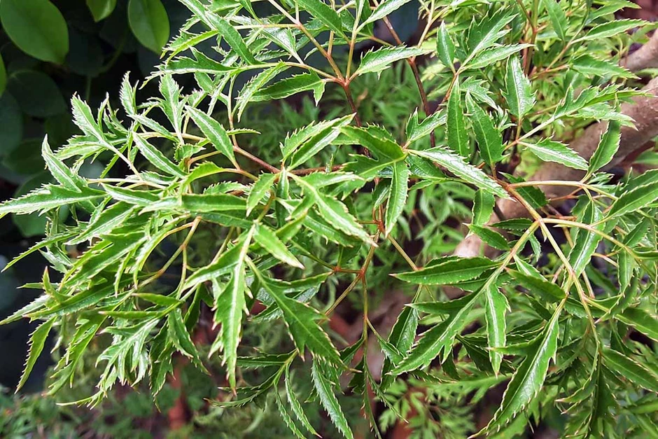 Lời khuyên dành cho tất cả những ai uống nước lá đinh lăng Lời khuyên dành cho tất cả những ai uống nước lá đinh lăng