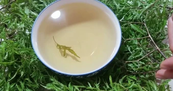 Lời khuyên dành cho tất cả những ai uống nước lá đinh lăng