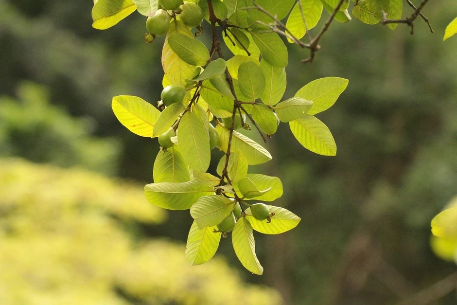 Lời khuyên dành cho tất cả những người uống nước lá ổi Lời khuyên dành cho tất cả những người uống nước lá ổi
