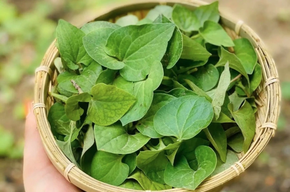 Lời khuyên đến tất cả các gia đình đang trồng cây diếp cá Lời khuyên đến tất cả các gia đình đang trồng cây diếp cá