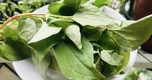 Lời khuyên đến tất cả các gia đình đang trồng cây diếp cá