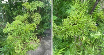 Lời khuyên đến tất cả các gia đình đang trồng cây đinh lăng để ăn