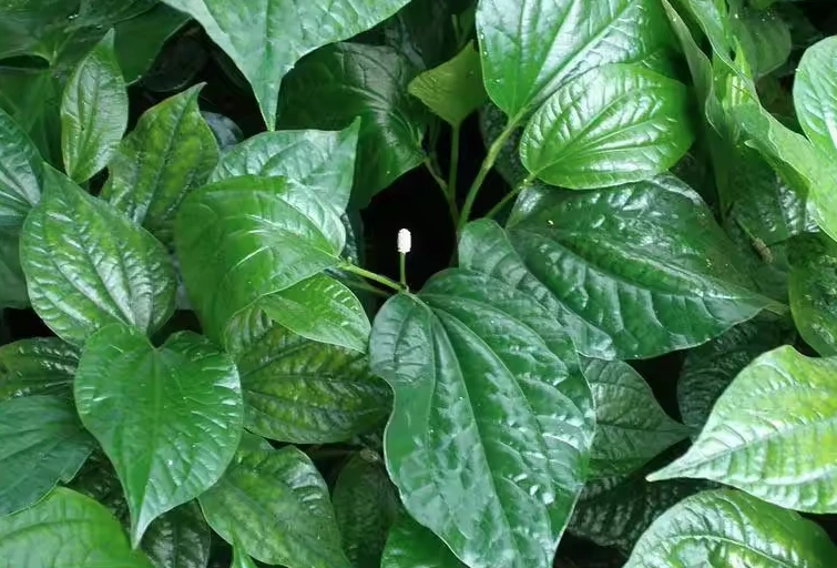 Lời khuyên đến tất cả các gia đình đang trồng cây lá lốt để ăn Lời khuyên đến tất cả các gia đình đang trồng cây lá lốt để ăn