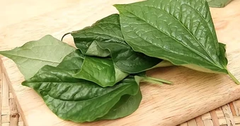 Lời khuyên đến tất cả các gia đình đang trồng cây lá lốt để ăn