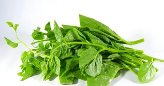 Lời khuyên đến tất cả các gia đình đang trồng cây mồng tơi để ăn