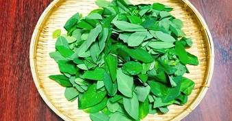Lời khuyên đến tất cả các gia đình đang trồng cây rau ngót để ăn