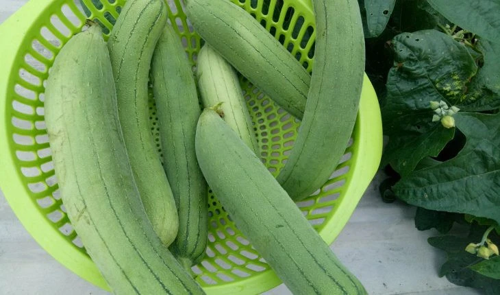 Lời khuyên đến tất cả các gia đình Việt: Ăn mướp theo 4 kiểu này sớm muộn gì cũng "hỏng" thận! Lời khuyên đến tất cả các gia đình Việt: Ăn mướp theo 4 kiểu này sớm muộn gì cũng "hỏng" thận!