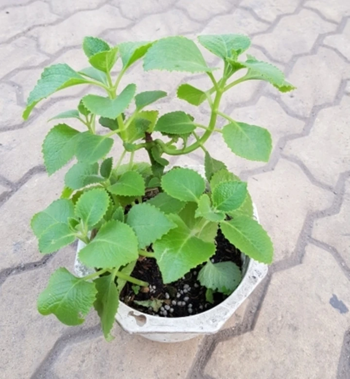 Lý do gia đình nào cũng nên trồng cây húng chanh Lý do gia đình nào cũng nên trồng cây húng chanh