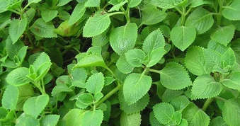 Lý do gia đình nào cũng nên trồng cây húng chanh