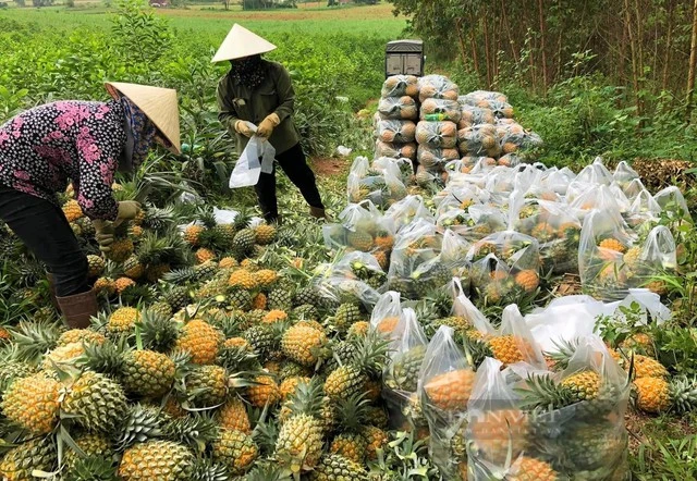 Mỹ đánh giá loại quả này ít thuốc trừ sâu bậc nhất, “lọc” mỡ, bổ gan: Việt Nam có sản lượng 860.000 tấn/năm, xuất khẩu sang hơn 100 quốc gia Mỹ đánh giá loại quả này ít thuốc trừ sâu bậc nhất, “lọc” mỡ, bổ gan: Việt Nam có sản lượng 860.000 tấn/năm, xuất khẩu sang hơn 100 quốc gia