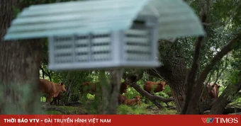 Mỹ phát hiện ký sinh trùng ăn mô sống trên gia súc