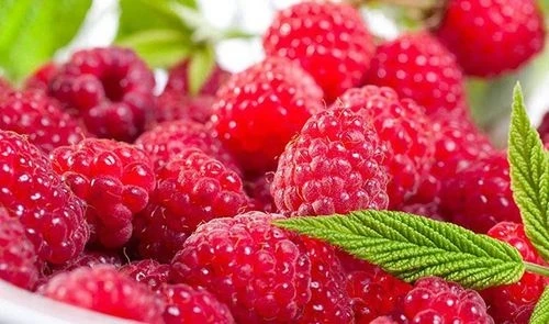 Mâm xôi đỏ: Nhỏ bé nhưng giá trị dinh dưỡng đáng kinh ngạc Mâm xôi đỏ: Nhỏ bé nhưng giá trị dinh dưỡng đáng kinh ngạc